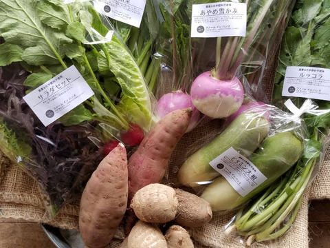 朝どり新鮮♪季節のお野菜セット(7-8品目)