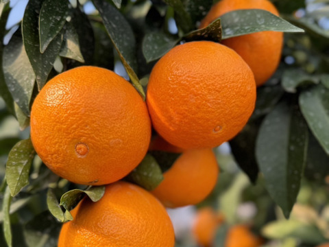 【贈答用】【熨斗対応】ハウス温室栽培新食感！プルプルの恋まどんな　※12月1日より順次出荷開始