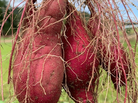 ＜実りの秋②＞自然栽培　農薬・化学肥料不使用　紅はるか1.8K　さつまいもご飯レシピ付き