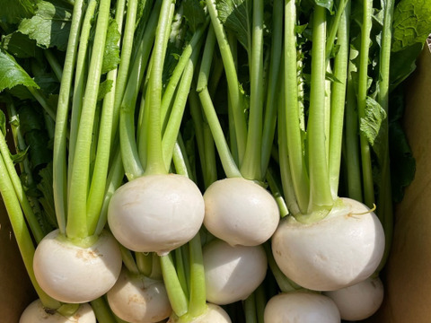 葉付きこかぶをたっぷり15本入❗️浅漬けや煮物に