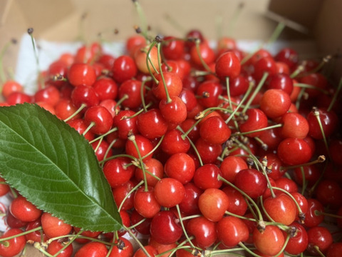 特別価格！！！)山形県産 さくらんぼ 紅さやか 訳あり700g：山形