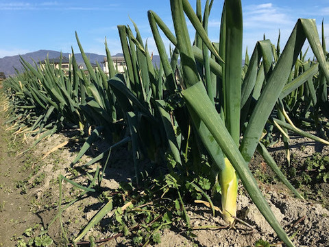 【自然栽培】自家採種一本ネギ1kg