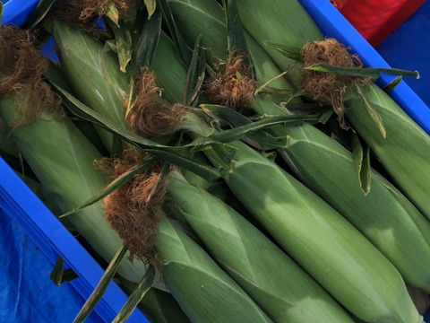 甘い★純白とうもろこし6本