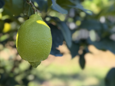 【天皇杯受賞農家】高知県大月町産・農家直送 こじゃんとレモン 5kg（化学肥料/防腐剤/ワックス不使用）