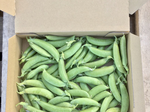 ズッキーニ4キロ・スナップ500g