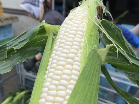 ★富良野産とうもろこし【黄・白】食べ比べセット♪　サニーショコラ３㎏・ホワイトショコラ３㎏　各７～９本入り