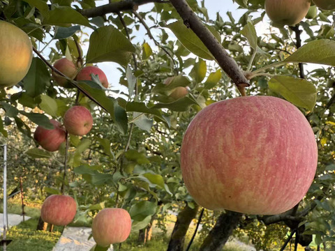 山形県産！早生ふじ！やたか！5キロ 家庭用