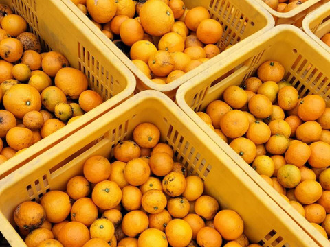 《農薬不使用》ギュッと濃厚！完熟みかん(ご自宅用・2kg)