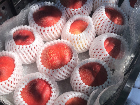 極甘！とれたてネク桃・ハネージュA品（約1㎏）