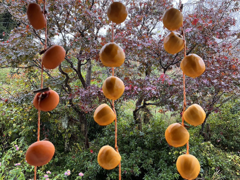 干し柿用 おがき