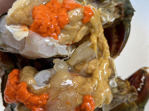 【謹製】ノコギリガザミ/ドウマンガニ/エガニ/500～600ｇ【メス】【内子が堪りません】【吟醸蒸し】【冷蔵】【特特大】