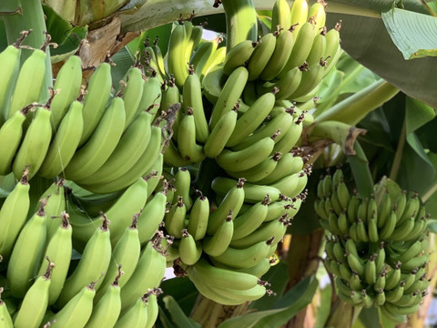 [栽培期間中 農薬・化学肥料不使用]たかきの小さなバナナ　3.0kgセット約20本〜30本入 ※少し訳あり