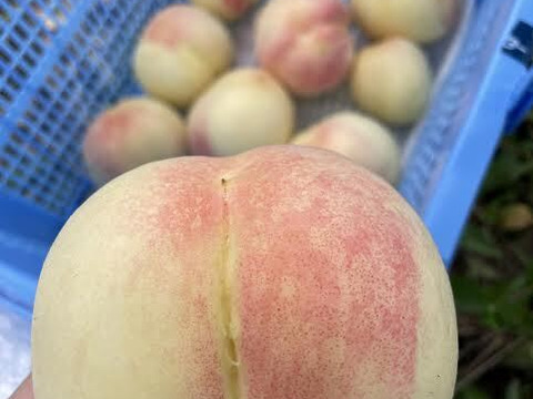 皆様に愛され続けている愛知県犬山市産の桃　　日川白鳳 2ｋｇ　（9個から12個入り）