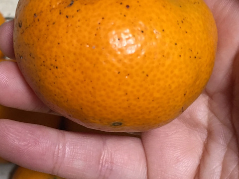 【農薬不使用】ちょっとを美味しく試せておすすめ！1/10頃発送です！ねこ農園の青島みかん1kg【お試し】