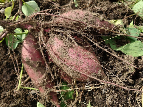 【自然栽培】ちょっと訳有❗サツマイモ
（シルクスイート）　60サイズ1.5kg　　※商品説明をご一読の上、「常温便」、「クール便」をご指定下さいませ。