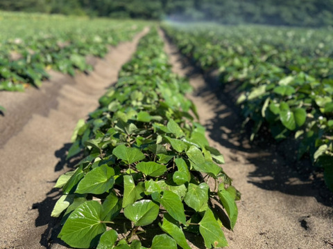 【ねっとり】【熟成】山形県酒田市産　さつまいも5Kg【お買い得】【紅はるか】