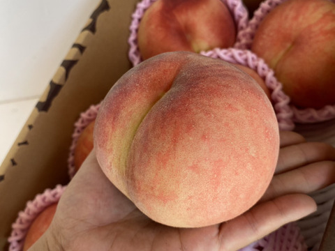 硬め食感高糖度‼️山形県産 陽夏妃【2キロ中玉】