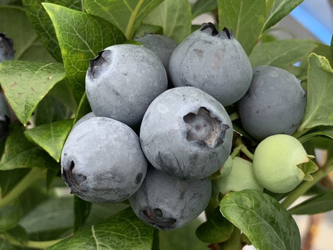 【販売終了】”ベリーさん”の完熟ブルーベリー品種ミックス 500g（125g×4パック）【生食用】