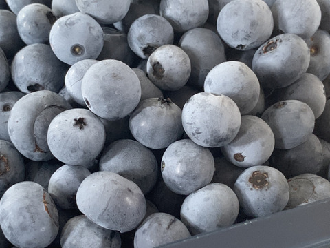 ”ベリーさん”の完熟ブルーベリー品種ミックス 1㎏（125g×8パック）【生食用】