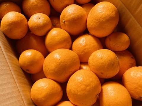 春だよ♪『はるみ』5kg（お得な家庭用）