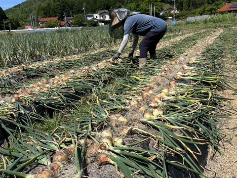 玉ねぎセット"農家の中でも『幻』の固定種！　　予約販売！毎年完売！本当に美味しい春じゃがいも！農薬不使用！美味しい野菜