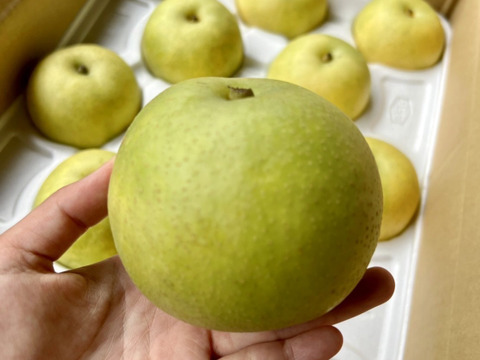 二十世紀梨　5キロ