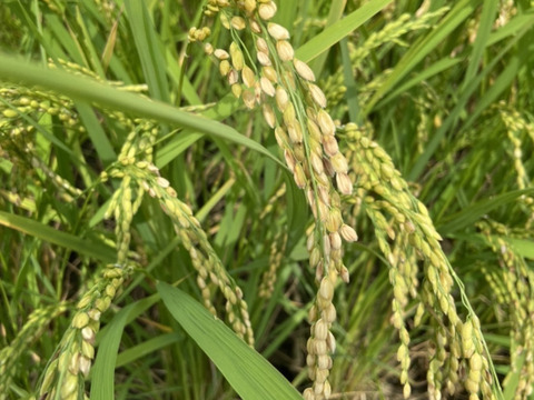 【玄米】【令和７年・新米予約】♣️品のあるミルキークイーン🌾
京都・京丹後峰山産　特別栽培米５㎏