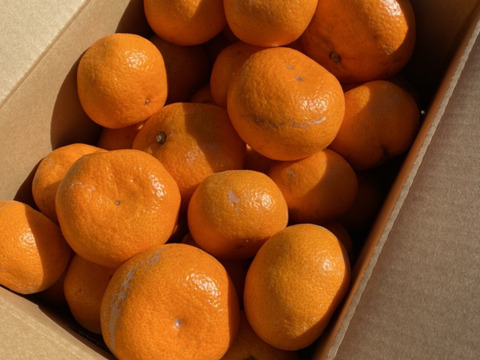 【貯蔵みかん】静岡県産　寿太郎みかん　5kg   農家直送　訳あり　家庭用　美味しいみかん