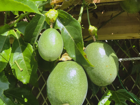 喜界島セット(旬の野菜果物)