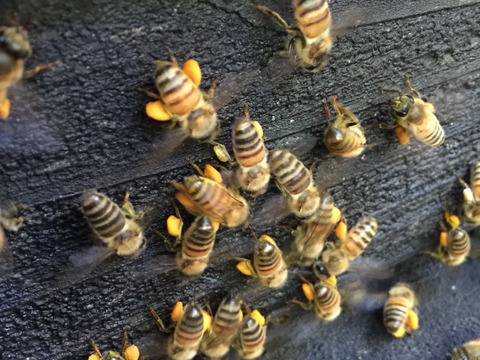 桜島産『みかん蜜』250g    ボトルタイプ