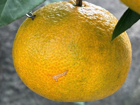 コクのある甘み！【ゆら早生みかん】2.5㎏