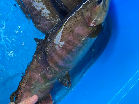 金色のいくら入り！サクラマスを丸々一尾お届け！【冷蔵便でお届け】