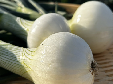 フルーツみたいな玉ねぎ