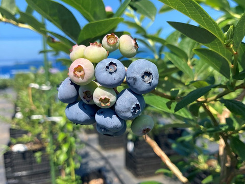 【たっぷりサイズ】極甘！樹上完熟「魚沼ブルーベリー」1kg（250g×4パック）