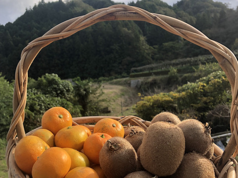 柑橘王国愛媛県産こみかんと生産量日本一愛媛産キウイの詰め合わせ みかん1kg キウイフルーツ2kg 合計3kg 愛媛県産 食べチョク 農家 漁師の産直ネット通販 旬の食材を生産者直送 柑橘王国愛媛県産こみかんと生産量日本一愛媛産キウイの詰め合わせ みかん1kg キウイフルーツ2kg 合計3kg 愛媛県産 食べチョク 農家 漁師の産直ネット通販 旬の食材を生産者直送