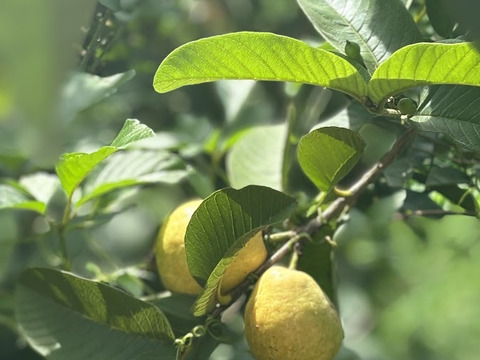 果実と砂糖だけで作った贅沢な味【グアバ柑橘シロップ】180ml