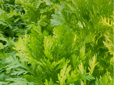 【アワード受賞福袋】🏆 農家の食卓からお裾分け♪『春菊好きに捧ぐ』生でも食べれる「春菊」 ＆「ふわシャキレタス」のサラダ三昧セット🥗【朝採れ・無施肥】