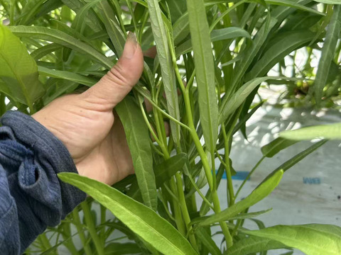 【水耕栽培】シャキシャキ空心菜（エンサイ）つくば市・ヒビキファームより直送！5kg