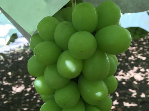 シャインマスカット2㎏（3~4房）粒のしっかりした採れたてシャインマスカットです！