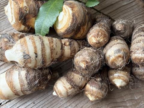 京都伝統野菜  小さい海老芋＆こえびちゃん合計１K＆ちいさなちいさなこえびちゃん300gセット