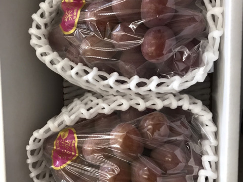 岡山県産　紫苑　　希少性の高い品種！果肉にしまりがあり糖度20度前後！　1キロ箱（2房）
