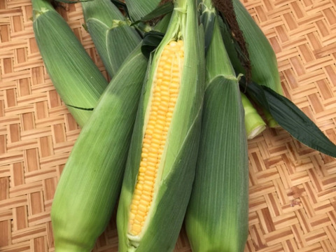 朝採り　トウモロコシ箱込み2.9k以上　注文を受けてから収穫【ク－ル】