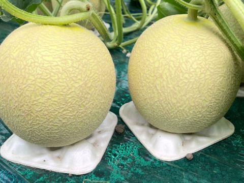 【北海道メロン】抜群の糖度　黄色に輝く黄美香メロン(3玉入)