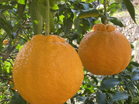 「柑橘食べ比べ」せとか&不知火約5キロ