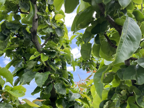 【1口500円版】令和5年3〜5月 雹（ひょう）霜被害 生産者応援チケット