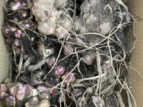 自然栽培ヤーコンの芋（塊茎）3kg（土付き、箱の重さ込み）