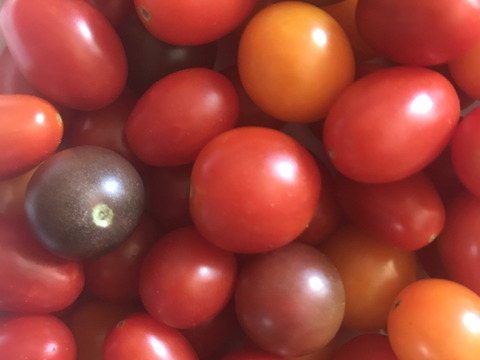 子どもに大人気★８種類のカラフルミニトマトミックス（たっぷり1kg）