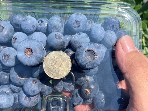 【数量限定！】お試しブルーベリー500ｇ（250g×2パック）