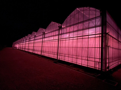 🍓イチゴ🍓家庭用🍓福岡県産🍓  空中で真っ赤に実る🍓
【あまおういちご 1080g】 180g×6pc