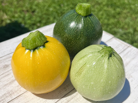 【千葉県産】有機ズッキーニ食べ比べセット１.5㎏～2kg入り